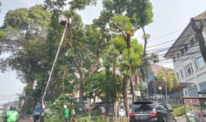 Hampir Seribu Pohon di Kota Bogor Beresiko, 135 Diantaranya Rawan Tumbang
