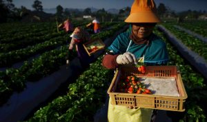 Food Estate, Dukung Impian Indonesia jadi Lumbung Pangan Dunia