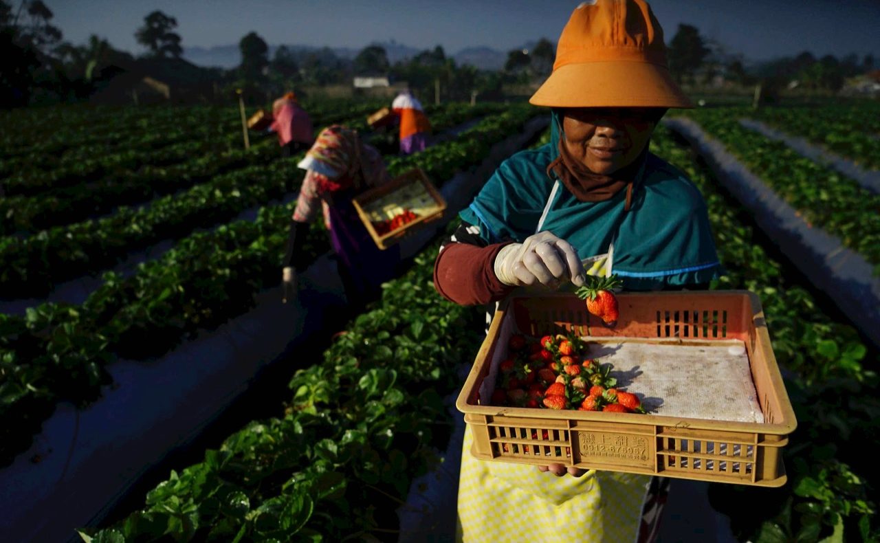 Food Estate, Dukung Impian Indonesia jadi Lumbung Pangan Dunia