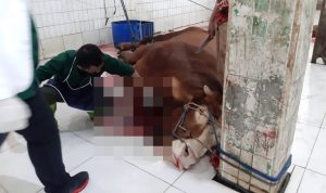 DKPP Jabar Sebut Minat Masyarakat Menyembelih Hewan Kurban di RPH Menurun