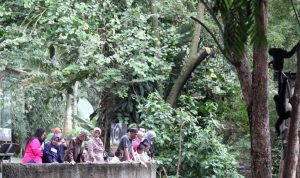 Dewan Pembina Beri Tanggapan terkait Polemik Sengketa Lahan Kebun Binatang Bandung dan Pemkot