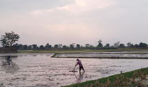 Petani Merugi Akibat Cuaca Ekstrim, Pemkab Bandung Siapkan Rp26 Miliar untuk Stimulan Pupuk