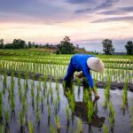 Ilustrasi kondisi pertanian Indonesia yang kini sudah bisa membanggakan diri dengan penghargan yang diraih dari IRRI. (pixabay)