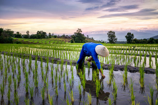 Ilustrasi kondisi pertanian Indonesia yang kini sudah bisa membanggakan diri dengan penghargan yang diraih dari IRRI. (pixabay)