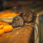 Mengenal Gejala dan Penularan Virus Langya, Diduga dari Tikus