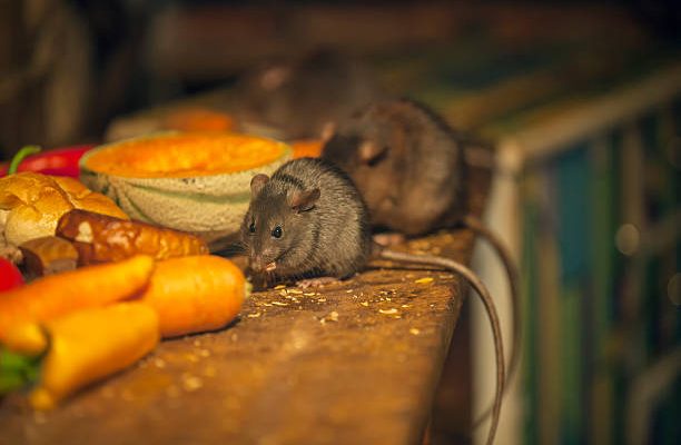 Mengenal Gejala dan Penularan Virus Langya, Diduga dari Tikus