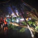 Sejumlah pohon di Kota Bogor tumbang akibat cuaca ekstrem. (Yudha Prananda / Istimewa)