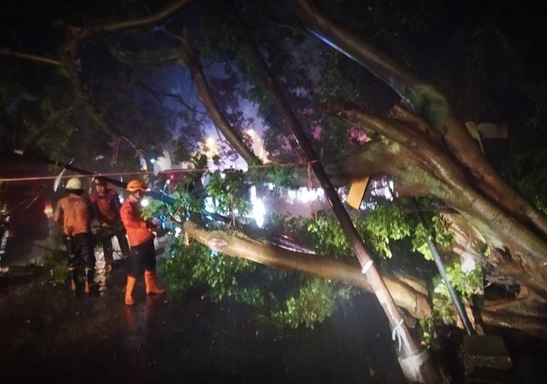 Sejumlah pohon di Kota Bogor tumbang akibat cuaca ekstrem. (Yudha Prananda / Istimewa)