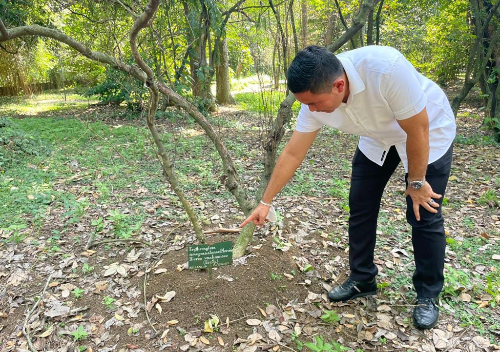 Polisi dan BRIN Ungkap Keberadaan Bibit Pohon Kokain di Kebun Raya Bogor