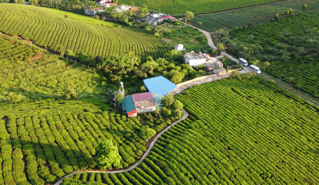 Kementan Perluas Lahan Food Estate di Kalteng hingga 82 Ribu Hektare