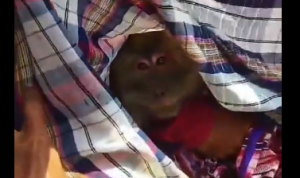 Viral Video Monyet Liar di Indramayu Lari ke Pemukiman dan Serang Warga