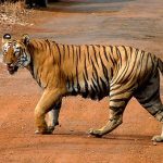 Ibu Bertarung Dengan Harimau Benggala Demi Selamatkan Sang Anak
