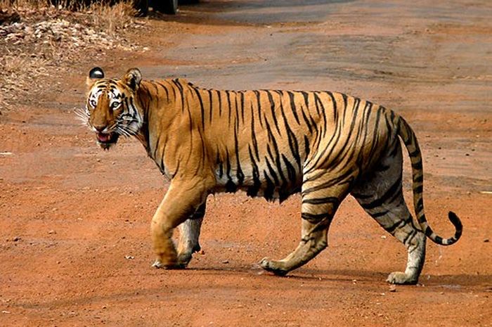 Ibu Bertarung Dengan Harimau Benggala Demi Selamatkan Sang Anak