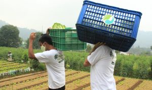 Para Petani di bawah bidaan EdenFarm tengah melakukan panen hasil pertanian berupa sayur-sayuran untuk memberikan apresiasi di hari pelanggan nasional.