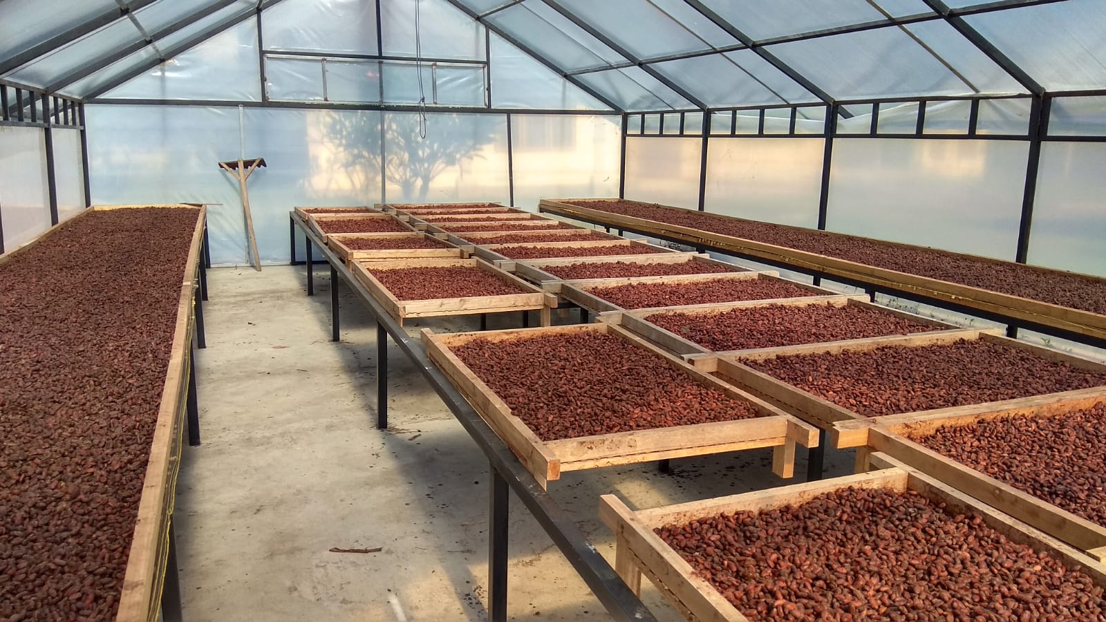 Perkebunan Rakyat  yang menanam Kakao di Bali memiliki potesi ekonomi besar untuk di kembangkan untuk pasar ekpor ke negara-megara eropa