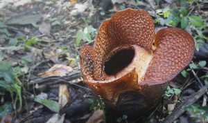 Penantian 16 Tahun, Rafflesia Arnoldii Mekar di Kebun Raya Bogor