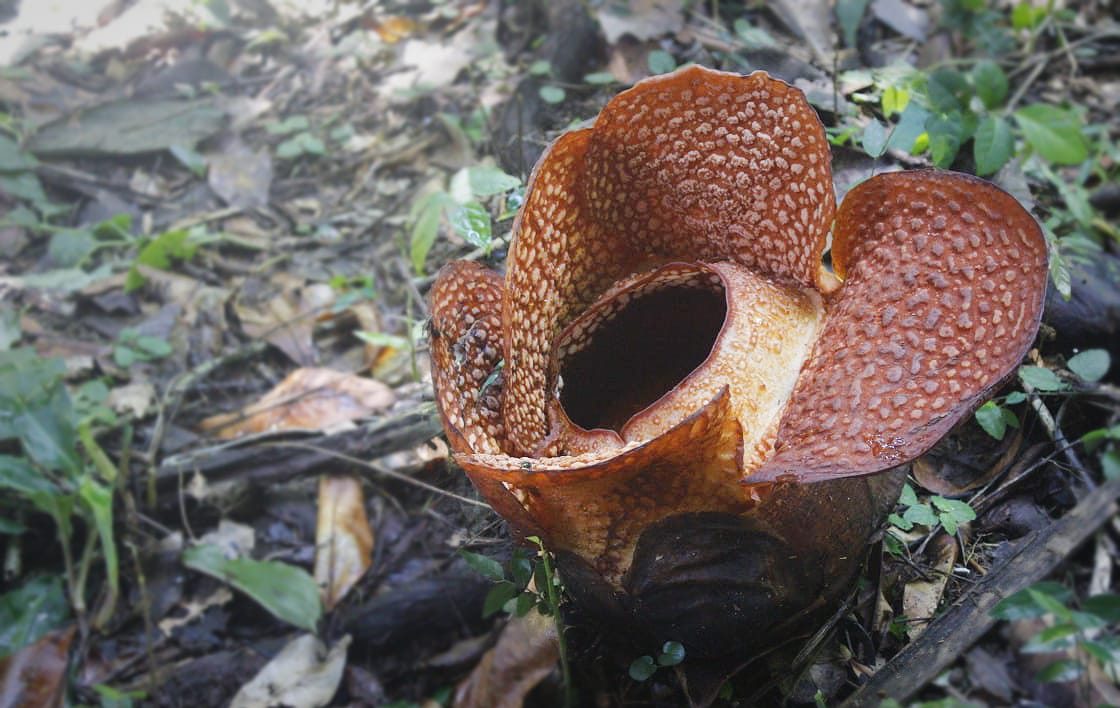 Penantian 16 Tahun, Rafflesia Arnoldii Mekar di Kebun Raya Bogor