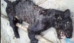 Macan Tutul Tewas Usai Serang Warga di Sumedang, FK3I Jabar Minta BBKSDA Transparan