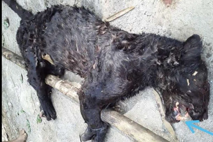 Macan Tutul Tewas Usai Serang Warga di Sumedang, FK3I Jabar Minta BBKSDA Transparan