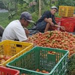 Jelang Hari Tani Nasional, Petani di Kabupaten Bandung Tercekik Biaya Operasional