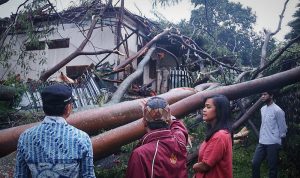 9 Pohon Tumbang, Timpa Rumah Mantan Wali Kota Bogor, Bima Arya Minta Warga Siaga