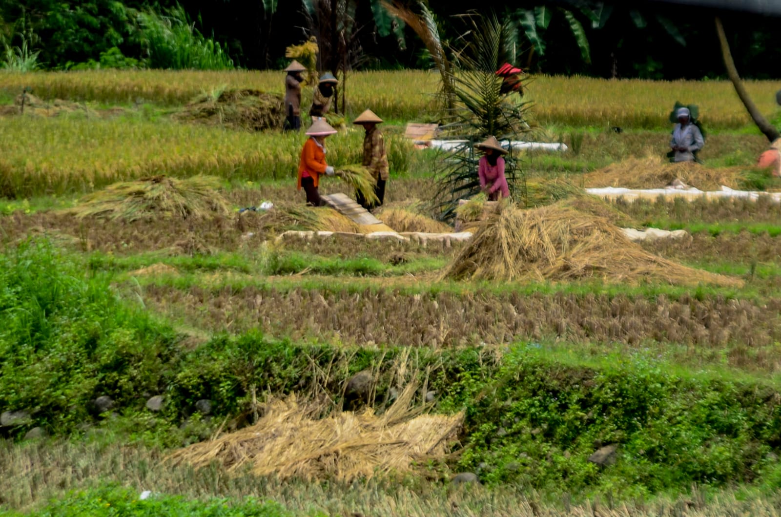 Sejumlah petani saat memanen padi di Wilayah Sukamakmur, Kabupaten Bogor beberapa waktu lalu. Foto :Sandika Fadilah/JabarEkspres.com
