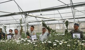 Ekspor Pertanian Naik, Bunga Krisan dari Bogor Siap Dikirim ke Banyak Negara