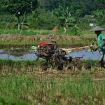 Produksi Beras di Kabupaten Bogor Hanya 65 Persen, Tidak Memenuhi Kebutuhan Masyarakat
