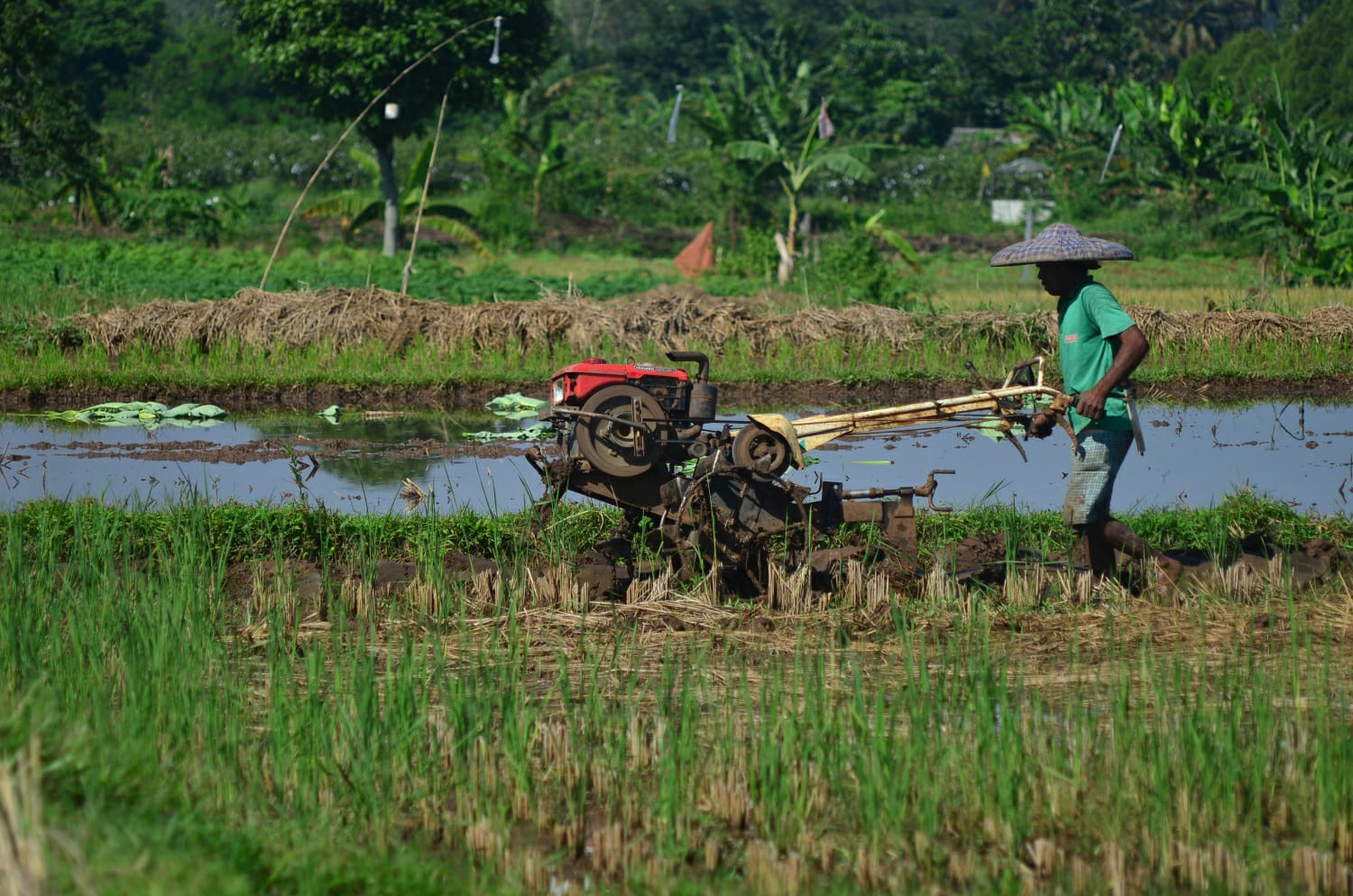 Produksi Beras di Kabupaten Bogor Hanya 65 Persen, Tidak Memenuhi Kebutuhan Masyarakat