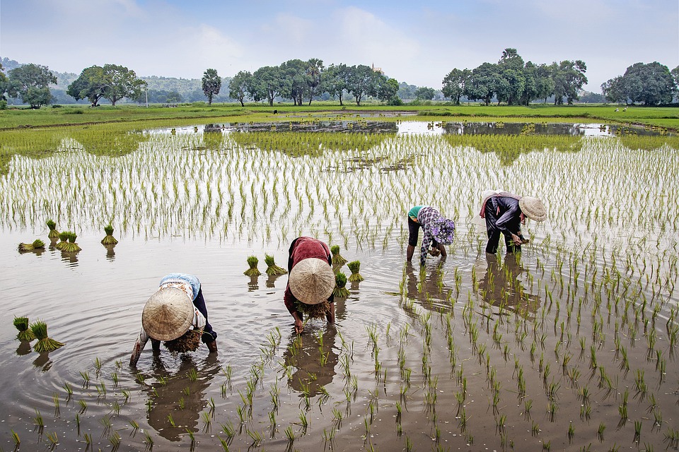 Produktivitas Padi Petani Meningkat Berkat Embung