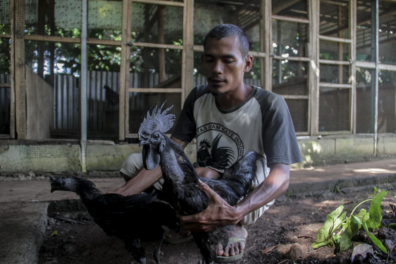 Turmudi saat merawat ayam cemani di kandangnya di Kecamatan Cileungsi, Kabupaten Bogor. (Sandika Fadilah/Jabarekspres.com)