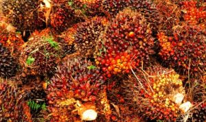 Ekspor Minyak Kelapa Sawit Indonesia akan Diperkuat Mulai 1 Januari