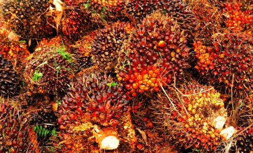 Ekspor Minyak Kelapa Sawit Indonesia akan Diperkuat Mulai 1 Januari