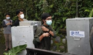 Petugas YIAR saat akan melepas liarkan hewan Kukang Jawa di Kawasan Gunung Halimun, Kabupaten Bogor. (Sandika Fadilah/doc YIAR)