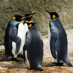Krisis Iklim Mengancam Keberlangsungan Spesies Penguin Raja di Antartika