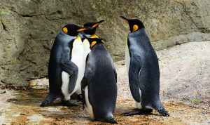 Krisis Iklim Mengancam Keberlangsungan Spesies Penguin Raja di Antartika
