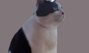 Tes IQ Kucingmu dengan Menggunakan Cermin! Seberapa Cerdaskah Kucingmu?