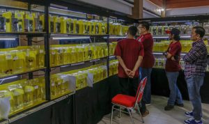 Ratusan Ikan Cupang ikuti kontes di Boxies Mal 123, Tajur, Kota Bogor. (Yudha Prananda / Jabar Ekspres)