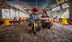 Peternak ayam di Indonesia saat ini banyak yang terlilit utang. Sehingga harus menjalani sidang penundaan kewajiban pembayaran utang (PKPU)