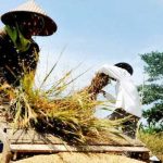 sudah seharusnya Bulog melakukan pembelian beras dari petani yang dihasilkan dari Panen Raya yang akan belangsung dari Januari sampai Maret