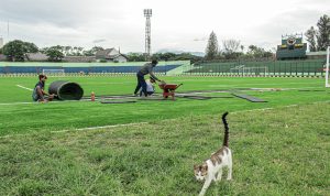 SIAPA PAKAI: Proses perawatan rumput Stadion Siliwangi Bandung yang akan dijadikan homebase Persib Bandung. (KHOLID/JABAR EKSPRES)
