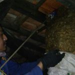 Petugas Pemadam Kebakaran dan Penyelamatan (Damkar) Kabupaten Bandung Barat (KBB) berhasil mengevakuasi sarang tawon jumbo.