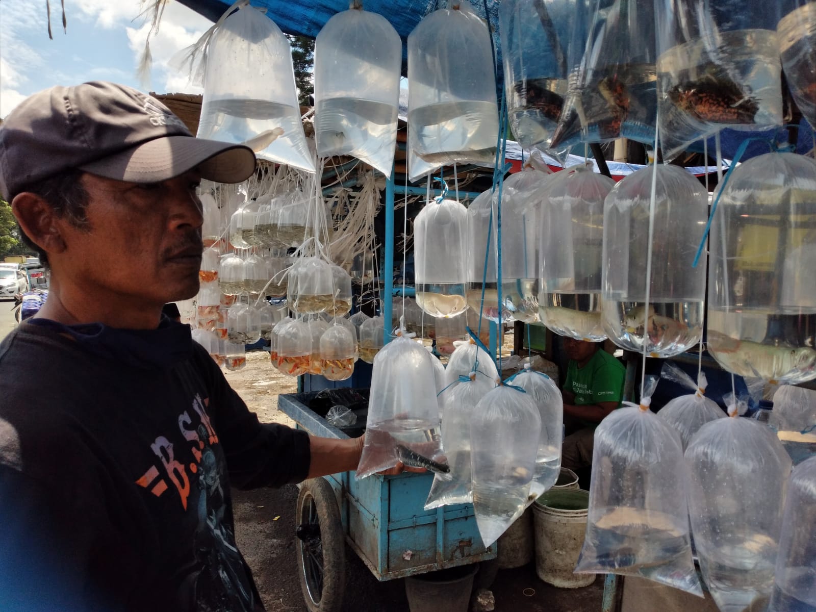 Budi, salah satu penjual di Pasar Ikan Hias sedang menunjukkan koleksi Ikan Channa. (HENDRIK MUCHLISON/JABAR EKSPRES)