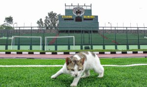 HEWAN PELIHARAAN: Kucing liar di Stadion Siliwangi. Warga diminta untuk menjaga kesehatan hewan peliharaan guna menghindari virus rabies.