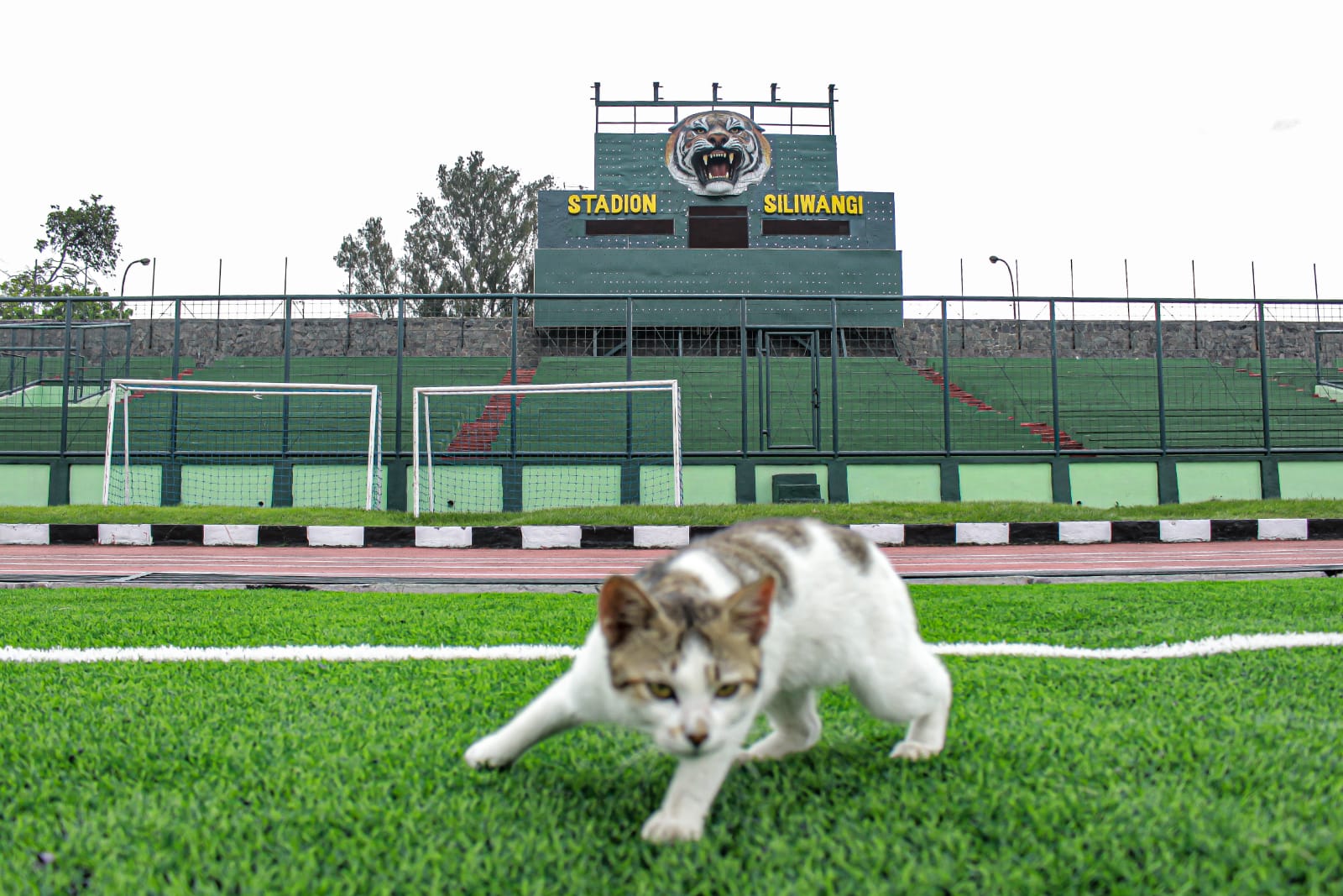 HEWAN PELIHARAAN: Kucing liar di Stadion Siliwangi. Warga diminta untuk menjaga kesehatan hewan peliharaan guna menghindari virus rabies.