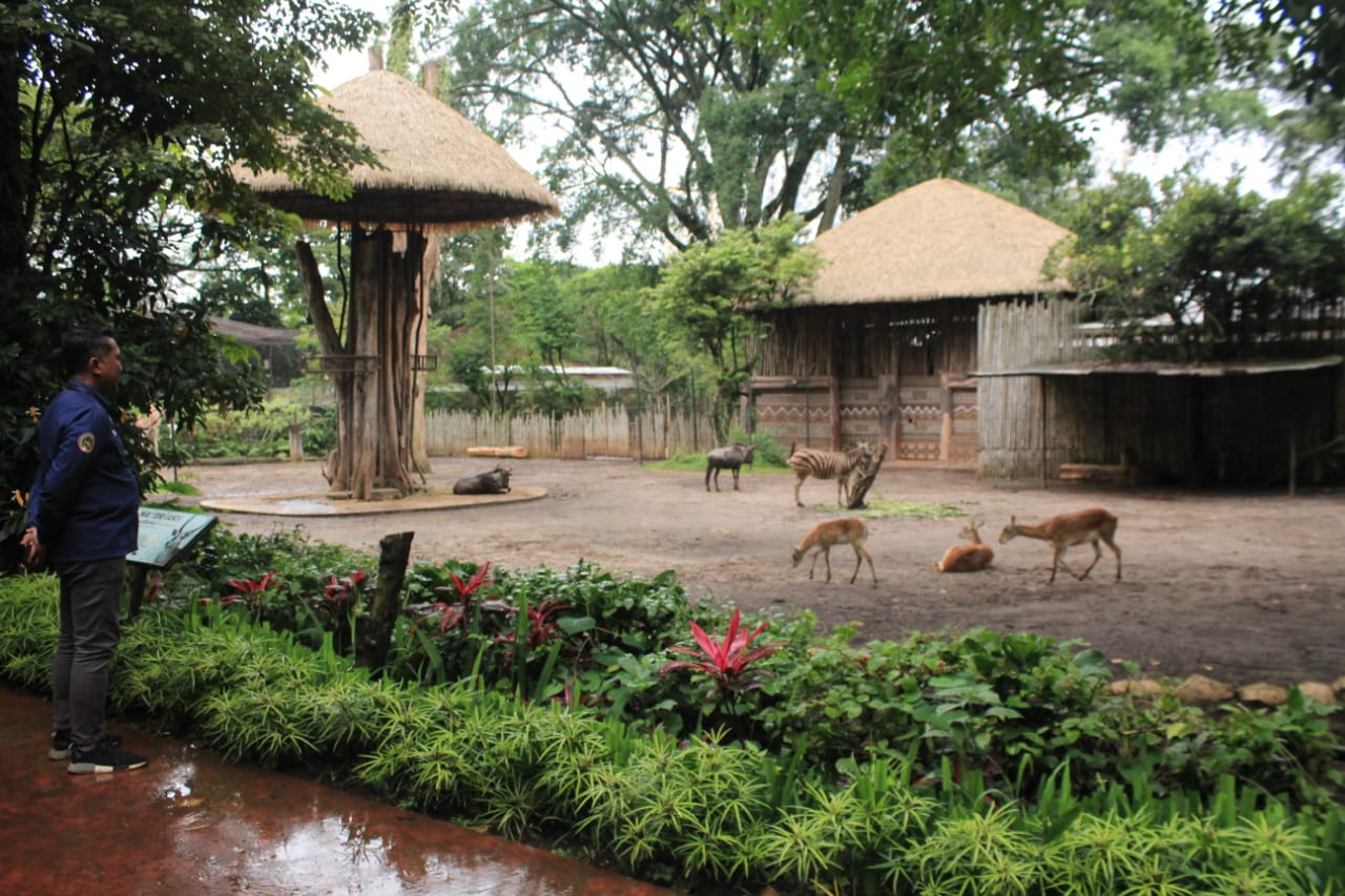 Kebun Binatang Bandung atau Bandung Zoo memiliki koleksi baru. Yakni seekor Lechwe berasal dari benua Afrika. yang baru saja lahir