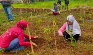 Meski memiliki keterbatasan, 26 orang penyandang disabilitas ini tetap semangat untuk mengurus tanaman sayuran. di lahan sempit Kota Cimahi