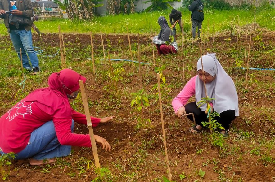 Meski memiliki keterbatasan, 26 orang penyandang disabilitas ini tetap semangat untuk mengurus tanaman sayuran. di lahan sempit Kota Cimahi