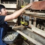 Peluang usaha ternak burung puyuh petelur menjadi salah satu yang paling menjanjikan dan berpotensi dikembangkan di Indonesia