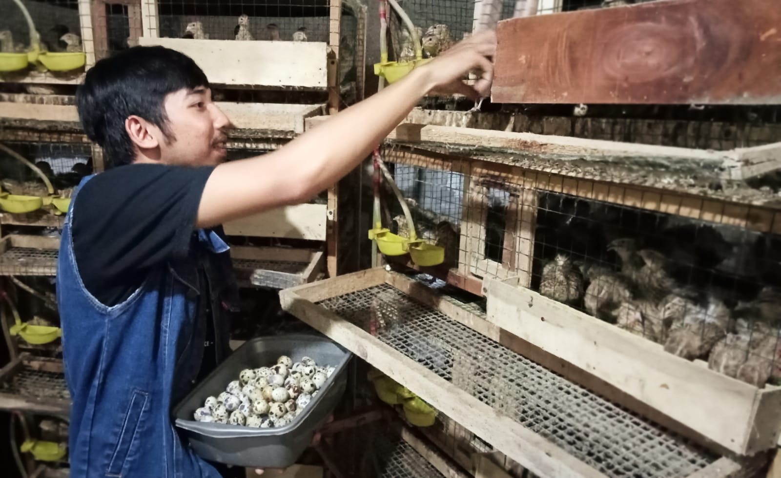 Peluang usaha ternak burung puyuh petelur menjadi salah satu yang paling menjanjikan dan berpotensi dikembangkan di Indonesia